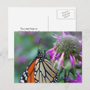 Monarch Butterfly Spots Nature Photography Postcard