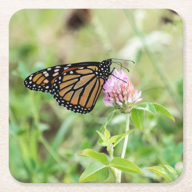 Monarch Butterfly Square Paper Coaster (Front)