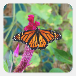 Monarch Butterfly Square Sticker