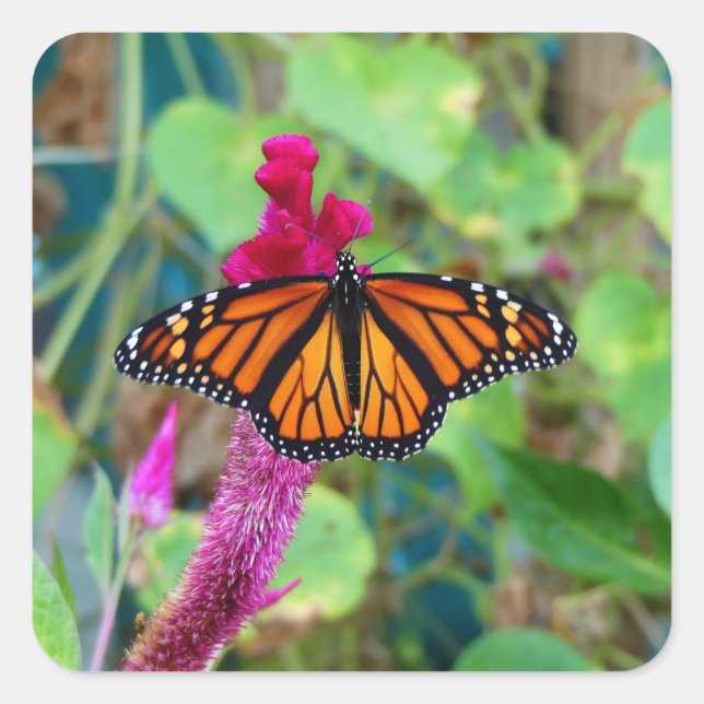 Monarch Butterfly Square Sticker (Front)