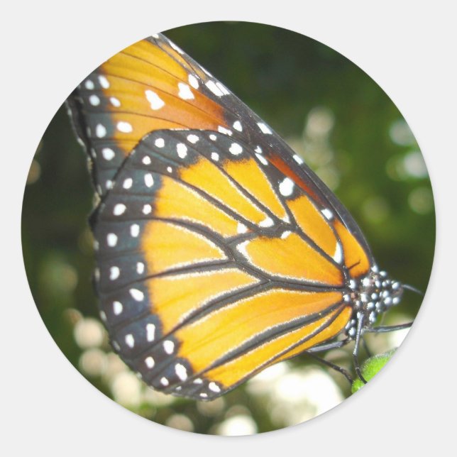 Monarch Butterfly Sticker (Front)