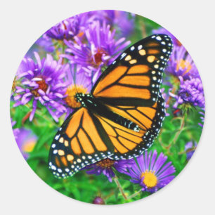 Monarch Butterfly Sticker