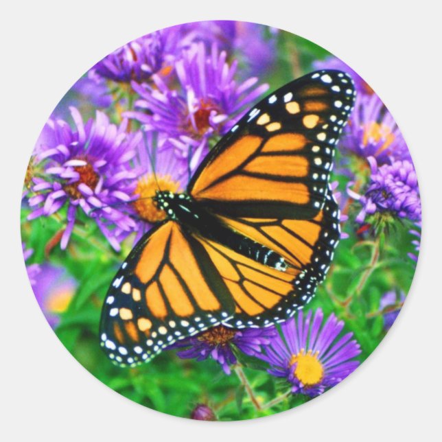 Monarch Butterfly Sticker (Front)