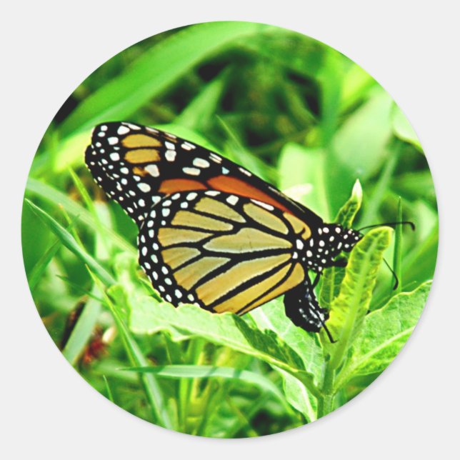 Monarch Butterfly Sticker (Front)
