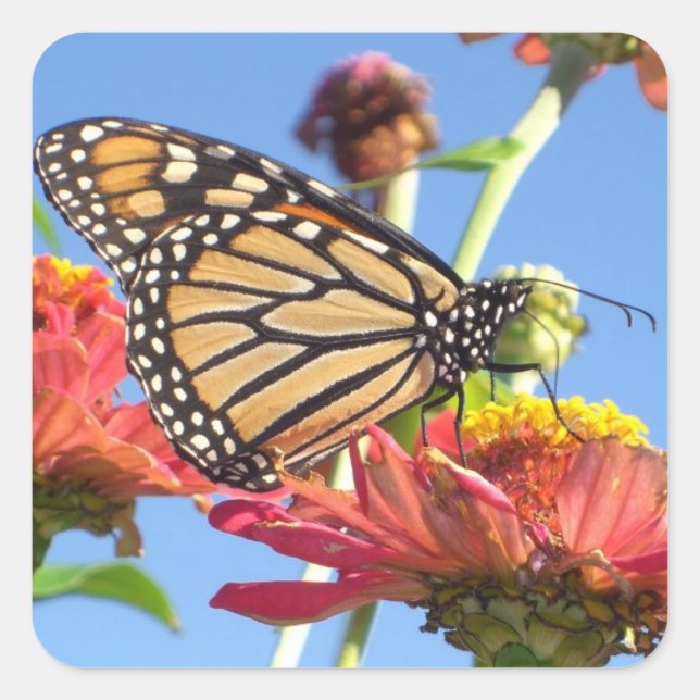 Monarch Butterfly Stickers (Front)