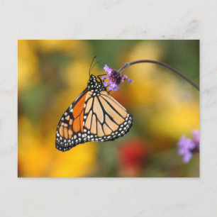 Monarch Butterfly Stops for Pollen Postcard