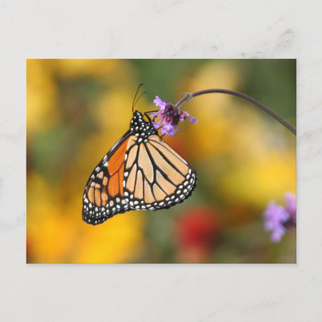 Monarch Butterfly Stops for Pollen Postcard (Front)