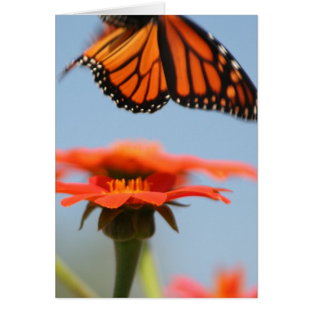 Monarch Butterfly Takes Flight (Front)