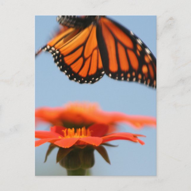 Monarch Butterfly Takes Flight Postcard (Front)