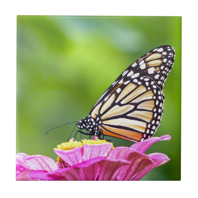 Monarch Butterfly Tile (Front)