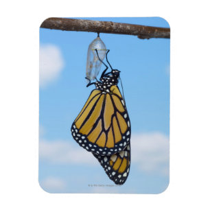 Monarch Butterfly, with Chrysalis Magnet