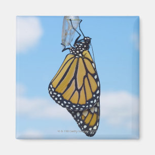 Monarch Butterfly, with Chrysalis Magnet