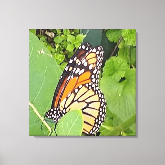 Monarch Butterfly Wrapped Canvas (Front)