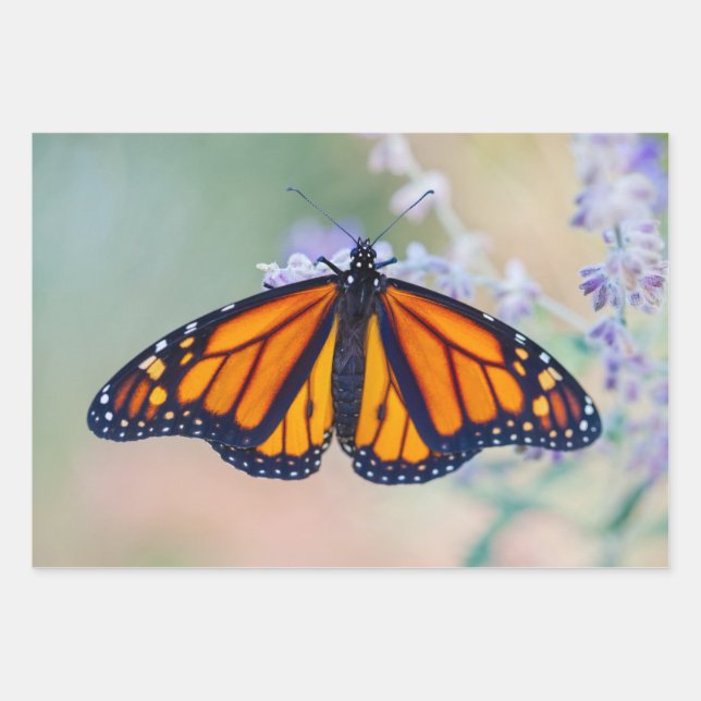 Monarch Butterfly Wrapping Paper Sheet (Front)