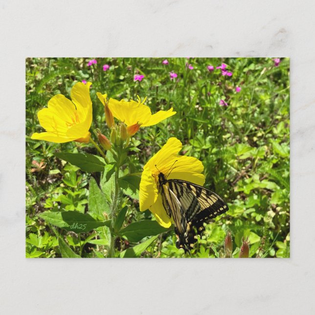 Monarch butterfly, yellow primrose postcard ©️dh (Front)