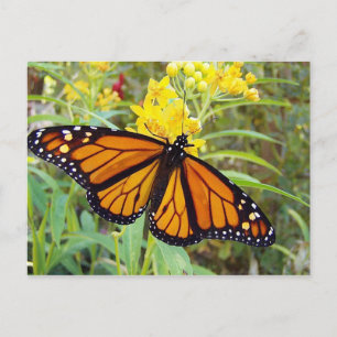 Monarch butterfy - Postcard