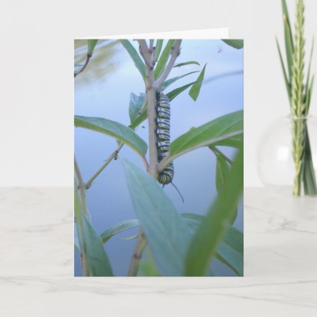 "Monarch Caterpillar #1" Get Well Card (Front)