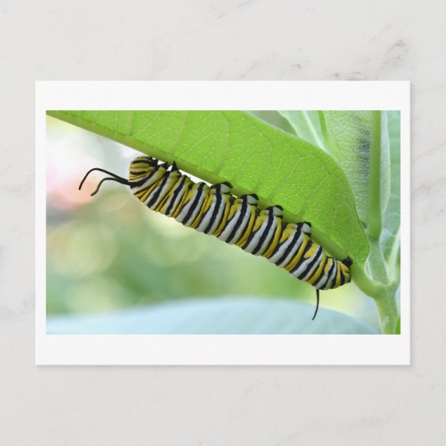 Monarch Caterpillar Close-up Photo Postcard (Front)