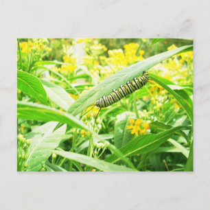 Monarch Caterpillar (Danaus plexippus) Postcard