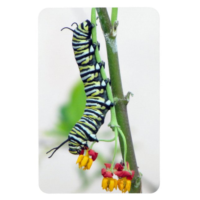 Monarch Caterpillar Flexible Magnet (Vertical)