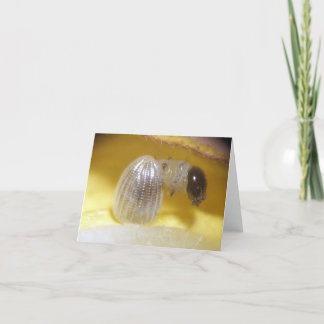 Monarch Caterpillar Note Card