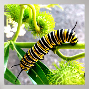 Monarch Caterpillar Poster