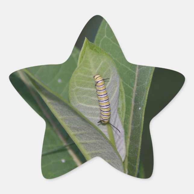 Monarch Caterpillar stickers (Front)