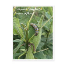 Monarch Caterpillar Sur Carte Postale Commune Milk
