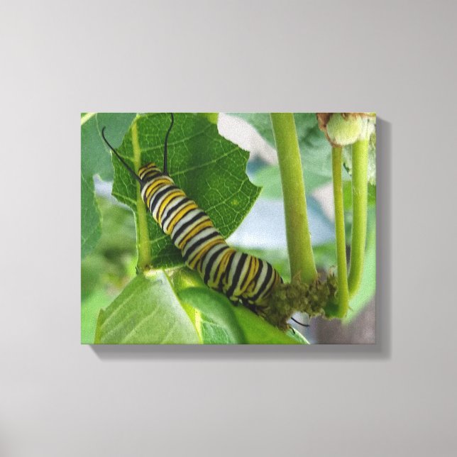 Monarch caterpillar Wrapped Canvas (Front)