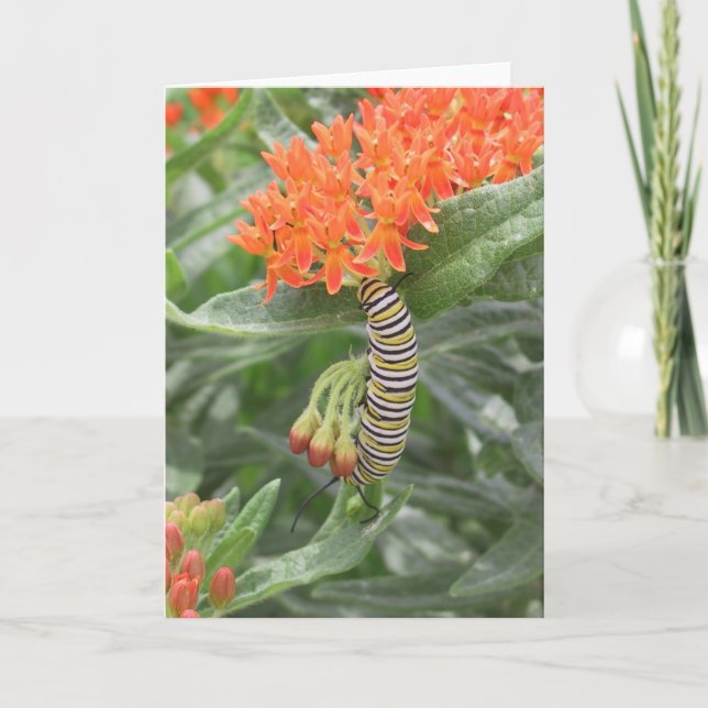 Monarch Catterpillar on Butterfly Weed Card (Front)