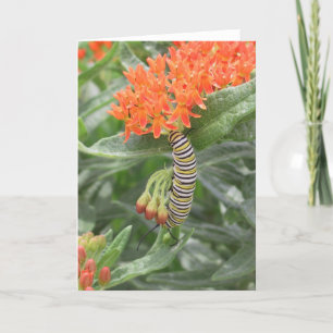 Monarch Catterpillar on Butterfly Weed Card