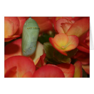 Monarch Chrysalis