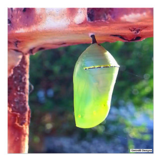 Monarch Chrysalis 2018 - Impression photo