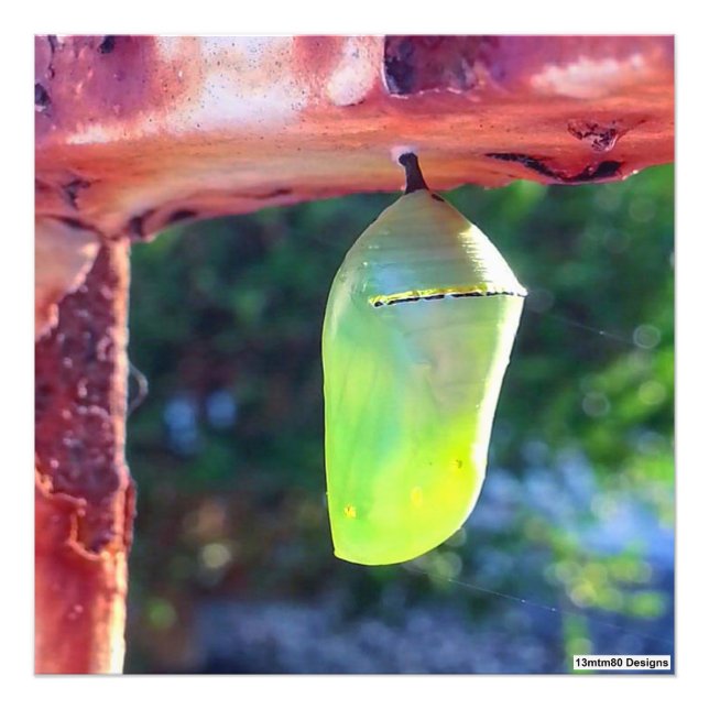 Monarch Chrysalis 2018 - Photo Print (Front)