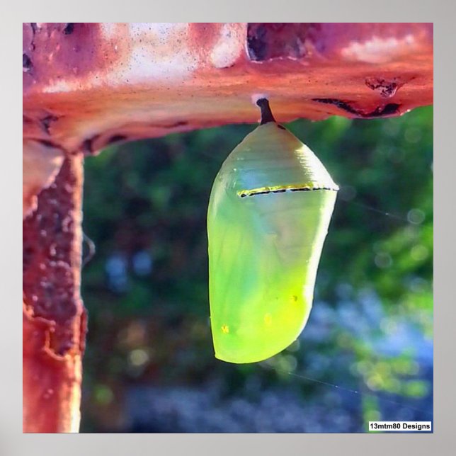 Monarch Chrysalis 2018 - Poster (Devant)