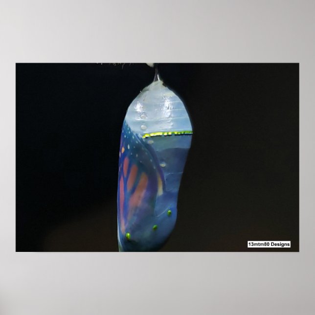 Monarch Chrysalis 2022 - Poster (Front)