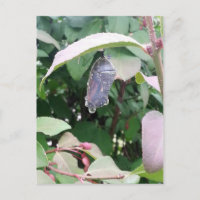 Monarch Chrysalis