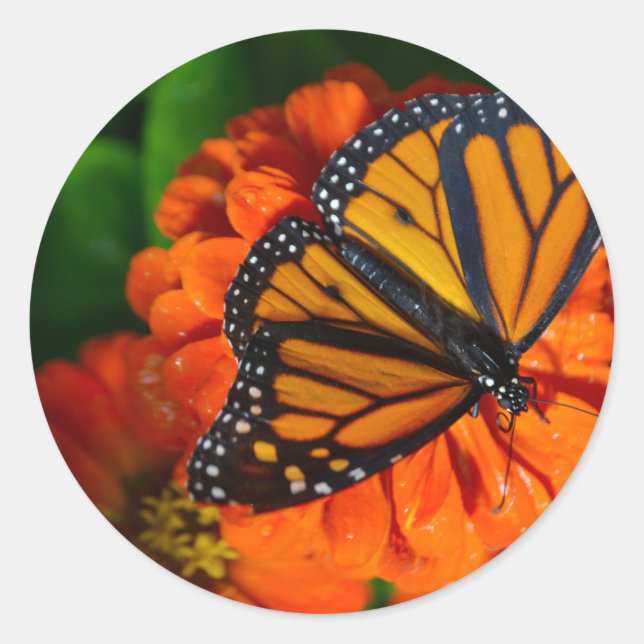 Monarch Classic Round Sticker (Front)