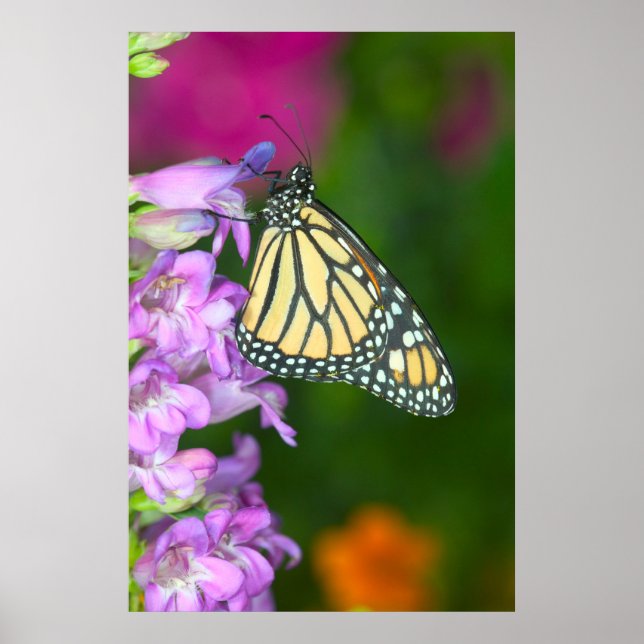Monarch | Danaus Plexippus Poster (Front)