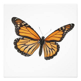 Monarch Drift Photo Print