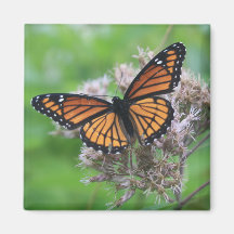 Monarch in the Wild Magnet
