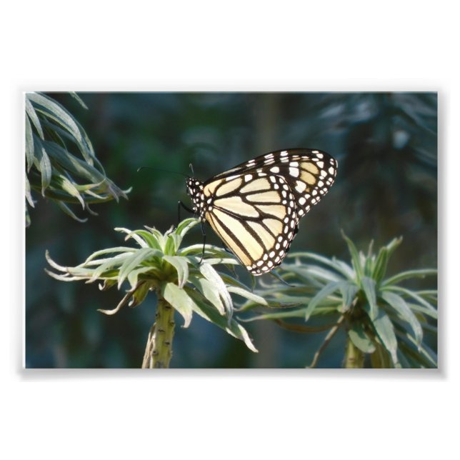 Monarch In Waiting Photo Print (Front)