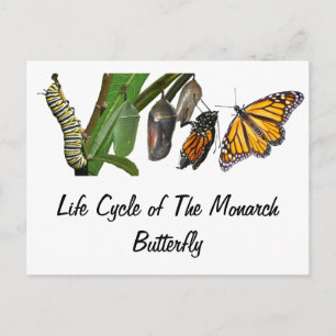 MONARCH LIFE CYCLE POSTCARD