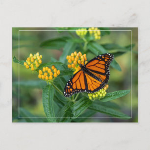 Monarch Meal Postcard