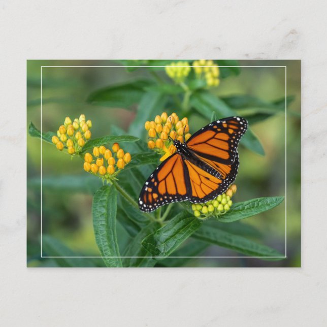 Monarch Meal Postcard (Front)