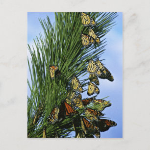 Monarch migration postcard