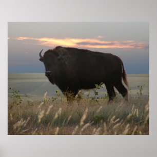 Monarch of the Plains Poster