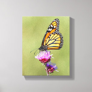Monarch on Blazing Star Canvas Print