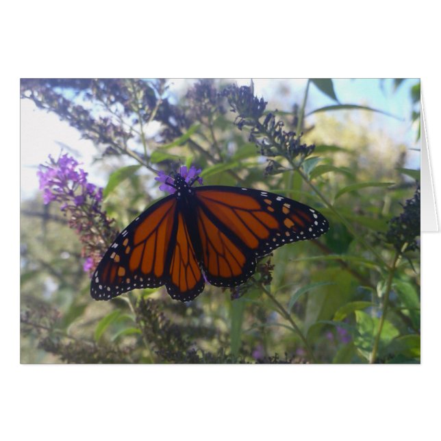 Monarch on Butterfly Bush (Front Horizontal)