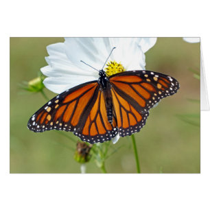 Monarch on Cosmos